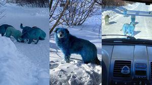 Cachorros azuis aparecem perto de fábrica abandonada na Rússia