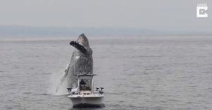 Pegos de surpresa! Aparição de baleia gigante assusta pescadores na Califórnia