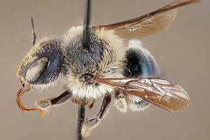 Aparece una extraña especie de abeja que se creía extinta hace 4 años