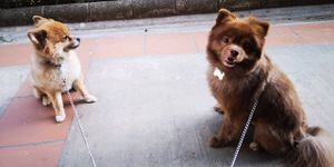 Le echan escopolamina a hombre para robarle sus dos perros