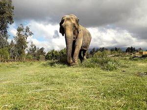 Elefanta vítima de maus tratos em circo chileno será acolhida por santuário em Mato Grosso