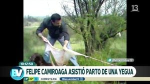 Revelan inédito video de Felipe Camiroaga asistiendo el parto de una yegua