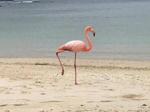 Galápagos: Se registra un flamingo en Playa de los Alemanes luego de una década