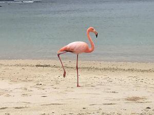 Galápagos: Se registra un flamingo en Playa de los Alemanes luego de una década