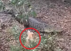 Em vídeo surpreendente, cachorrinho coloca grande crocodilo para correr; assista
