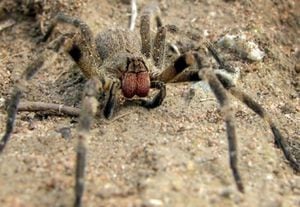 Five types of spiders that you can have as pets