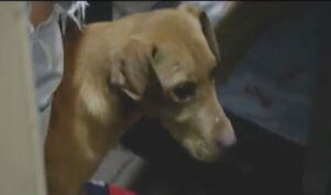 Autoridades rescataron un cachorrito que era brutalmente golpeado por su dueña en Bogotá
