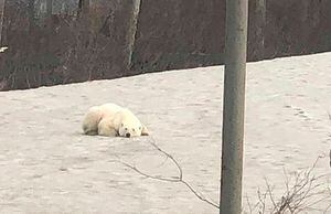 Caminó más de 1.500 kilómetros buscando comida: oso polar hambriento sorprende y atemoriza a habitantes de ciudad rusa