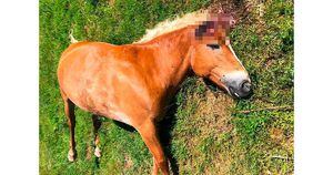 Cavalos são mutilados na França; polícia suspeita de desafio on-line