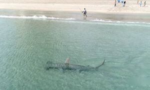 Vídeo impressionante mostra tubarão-martelo 'caçando' espécie menor