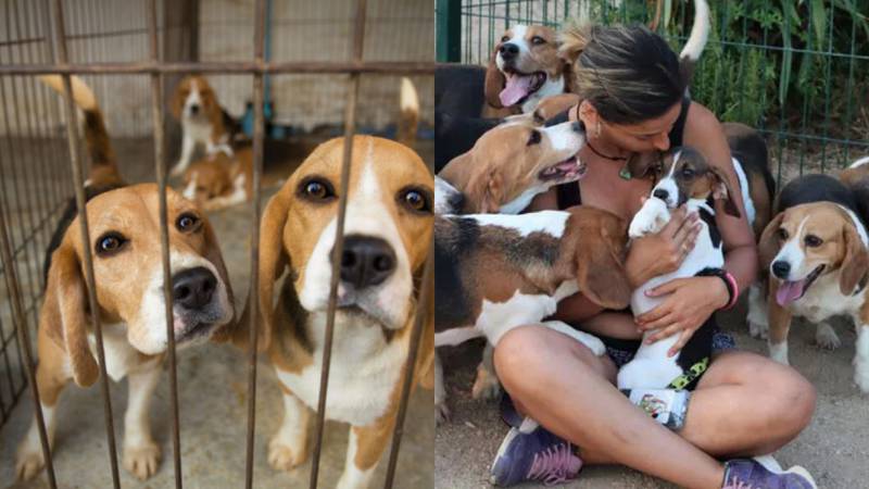Los Beagles están siendo cuidados por voluntarios mientras esperan que los adopten