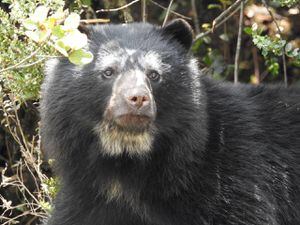 En video: Oso andino se paseó a sus anchas por zona boscosa de Bogotá