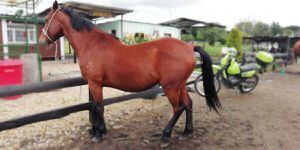 Buscan hogar para caballos jubilados de la Policía en Bogotá