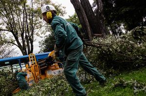 Aceptan acción popular para evitar tala de árboles en Bogotá