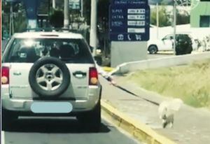 VIDEO: Dueño llevaba a su perro fuera del auto en la autopista Rumiñahui