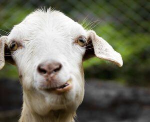 Ciudadano realiza arresto civil a joven por robarle cabras en Camuy