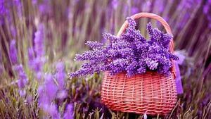 Lavanda: tu nuevo ingrediente favorito