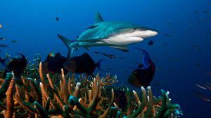 Una especie de tiburones están extintos en uno de cada cinco arrecifes de coral