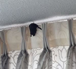 "Tengo murciélagos en mi living": alerta de vecinos tras denuncias de "plagas" en edificios de Santiago