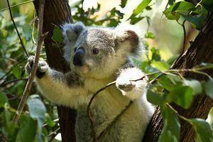 Pésimas noticias: El koala ha sido declarado funcionalmente extinto