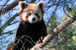 Escapa panda rojo de zoológico en Francia; piden no abrazarlo