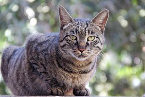 Furioso gato sorprende en cabina de avión en pleno vuelo y lo obliga a regresar al aeropuerto