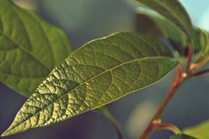 Descubre los beneficios que aporta el té de hojas de aguacate a la salud