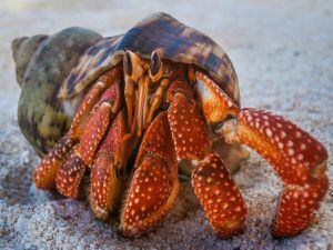 Aditivo que liberan los plásticos en el océano confunde y excita a los cangrejos ermitaños