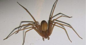 Arañas de rincón: tres consejos para mantenerlas alejadas