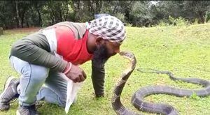 Vídeo mostra momento em que homem beija cobra-rei; espécie é a maior cobra venenosa do mundo