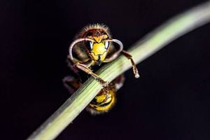 ¿La vespa mandarinia o el avispón gigante asiático podría llegar a Sudamérica?