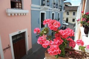 El geranio de Quito es considerado como "la flor eterna"