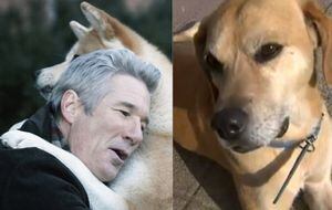 ¡Doglover!: Animador de TVN Adoptó a perrito "Hachiko chileno" durante despacho en vivo 