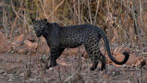 Raro leopardo negro é fotografado na Índia