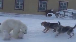 Vídeo mostra ato heróico emocionante de mamãe urso para proteger filhotes de ataque de cães