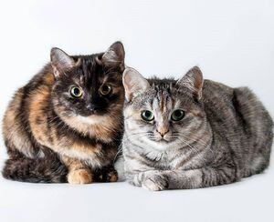 Dos gatos dieron positivo para COVID-19 en New York, Estados Unidos