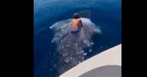 Vídeo mostra homem saltando nas costas de um tubarão-baleia