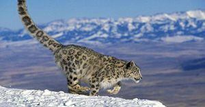 Nuevo reto viral te invita a encontrar un leopardo de las nieves camuflado