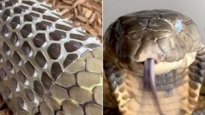 Vídeo de cobra-rei trocando de pele impressiona e se torna viral nas redes sociais