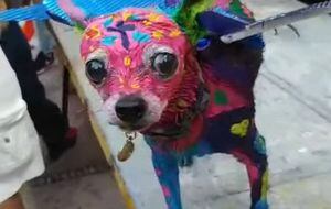 “Le gusta”: Acusan a mujer de maltrato animal tras bañar a su perro en pintura para disfrazarlo