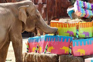 Celebran los 60 años de “Trompita” en el Zoológico La Aurora