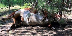 Não tinham órgãos genitais, línguas e nem um único traço de sangue: enigma policial nos Estados Unidos após a morte estranha de touros