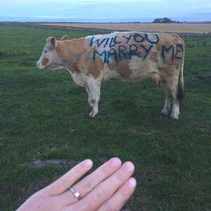 La más hilarante pedida de mano por un romántico granjero: utiliza a su vaca para proponer matrimonio a su novia