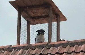 Cachorro fofoqueiro ganha torre de vigilância para espiar vizinhança na quarentena