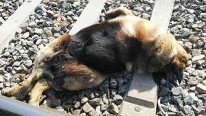 La maldad humana no tiene límites: 20 perritos fueron arrollados por un tren tras ser atados a las vías