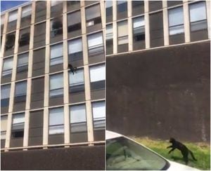 El impresionante salto de un gato para escapar de un incendio desde un quinto piso