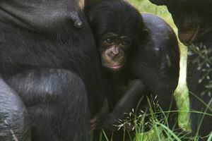 Bebê chimpanzé nasce no Zoológico de São Paulo