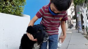 ¡El futuro del periodismo! Niño hace reportaje de perritos callejeros y se vuelve viral