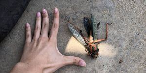 ¡Espeluznante! Insecto gigante de 15 centímetros causa impacto en Venezuela