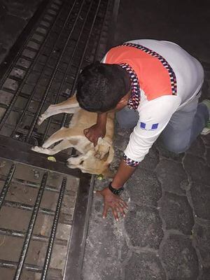 Denuncian matanza de perros por envenenamiento en San Pedro La Laguna